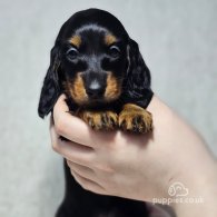 Dachshund (Standard & Miniature) - Both