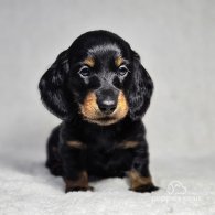 Dachshund (Standard & Miniature) - Both