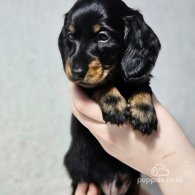 Dachshund (Standard & Miniature) - Both