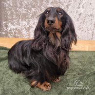 Dachshund (Standard & Miniature) - Both