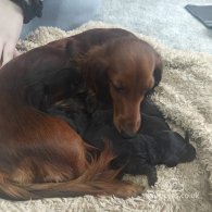 Dachshund (Standard & Miniature) - Both