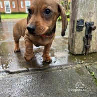 Dachshund (Standard & Miniature) - Dogs