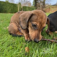 Dachshund (Standard & Miniature) - Dogs