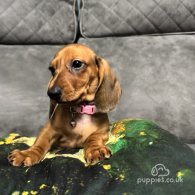 Dachshund (Standard & Miniature) - Both