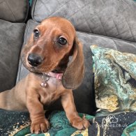 Dachshund (Standard & Miniature) - Both