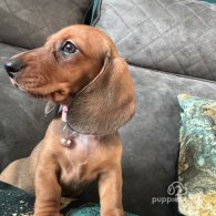 Dachshund (Standard & Miniature) - Both