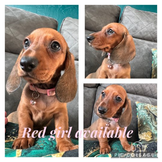 Dachshund (Standard & Miniature) - Both