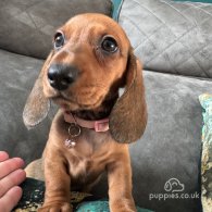 Dachshund (Standard & Miniature) - Both