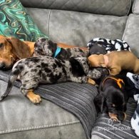 Dachshund (Standard & Miniature) - Both