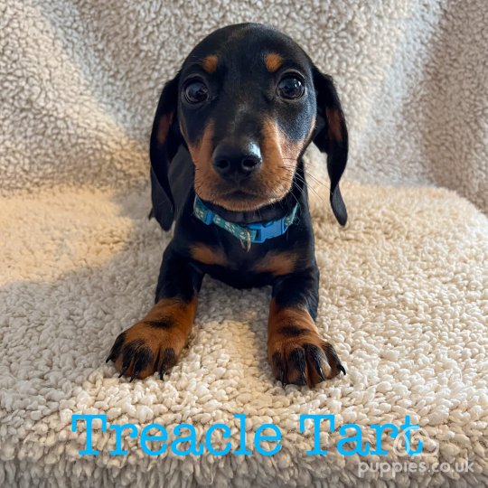 Dachshund (Standard & Miniature) - Both