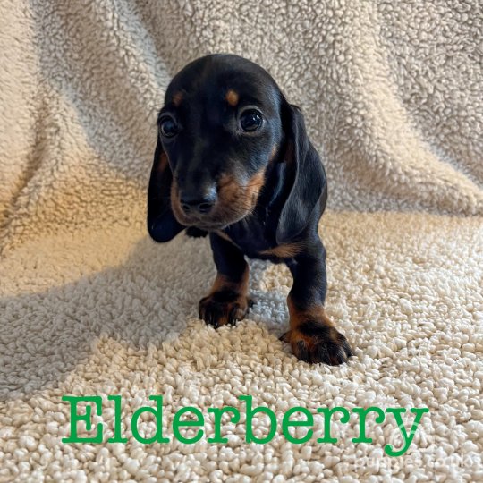 Dachshund (Standard & Miniature) - Both