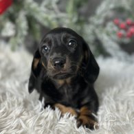 Dachshund (Standard & Miniature) - Both