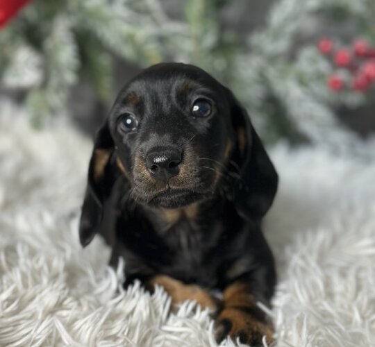 Dachshund (Standard &amp; Miniature)