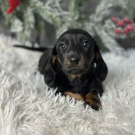 Dachshund (Standard & Miniature) - Both