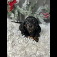 Dachshund (Standard &amp; Miniature) - Both