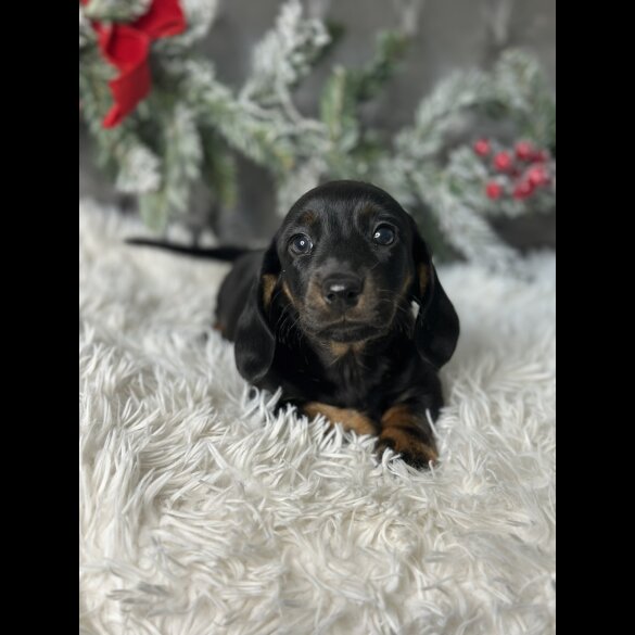 Dachshund (Standard &amp; Miniature) - Both