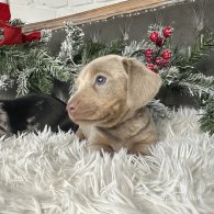 Dachshund (Standard & Miniature) - Both