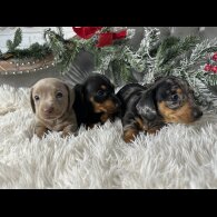 Dachshund (Standard &amp; Miniature) - Both