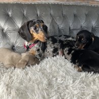 Dachshund (Standard & Miniature) - Both