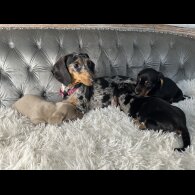 Dachshund (Standard &amp; Miniature) - Both