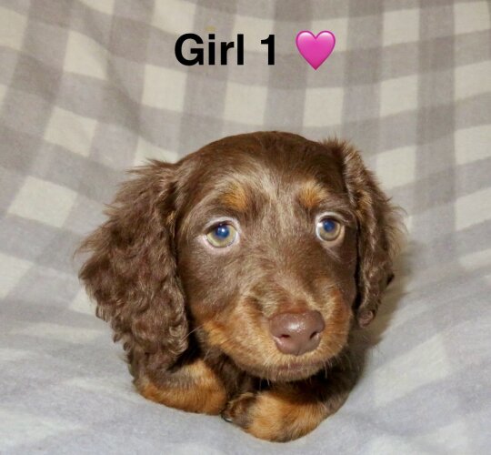 Dachshund (Standard &amp; Miniature)