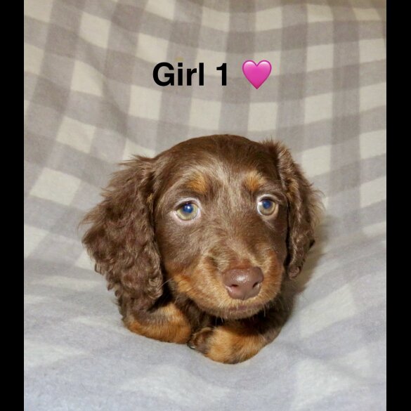 Dachshund (Standard &amp; Miniature) - Both