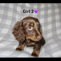 Dachshund (Standard &amp; Miniature) - Both