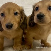 Dachshund (Standard & Miniature) - Bitches