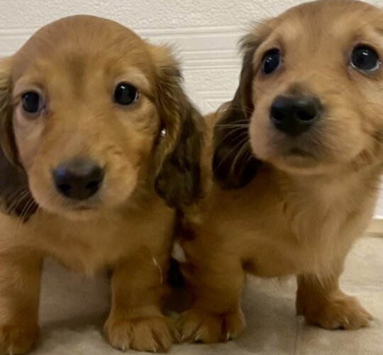 Dachshund (Standard &amp; Miniature)