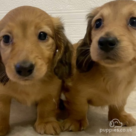 Dachshund (Standard &amp; Miniature) - Bitches