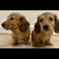 Dachshund (Standard &amp; Miniature) - Bitches