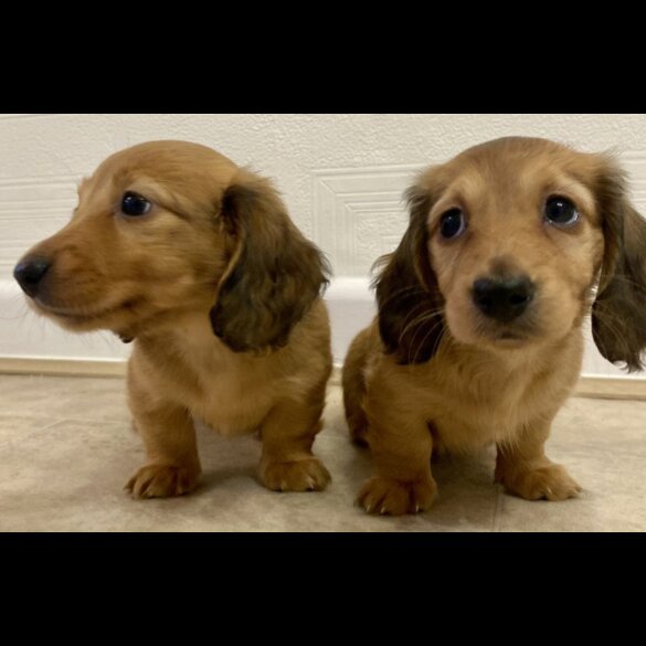 Dachshund (Standard &amp; Miniature) - Bitches