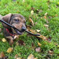 Dachshund (Standard & Miniature) - Dogs