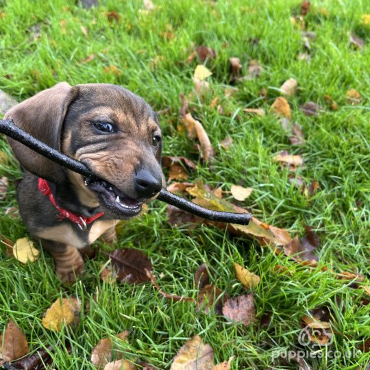 Dachshund (Standard & Miniature) - Dogs