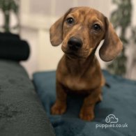 Dachshund (Standard & Miniature) - Dogs