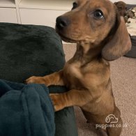 Dachshund (Standard & Miniature) - Dogs