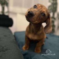 Dachshund (Standard & Miniature) - Dogs