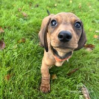 Dachshund (Standard & Miniature) - Dogs