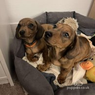 Dachshund (Standard & Miniature) - Dogs