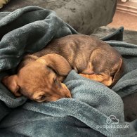 Dachshund (Standard & Miniature) - Dogs