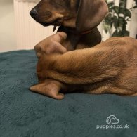 Dachshund (Standard & Miniature) - Dogs