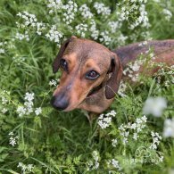 Dachshund (Standard & Miniature) - Dogs