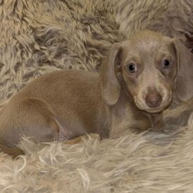 Dachshund (Standard &amp; Miniature) - Both