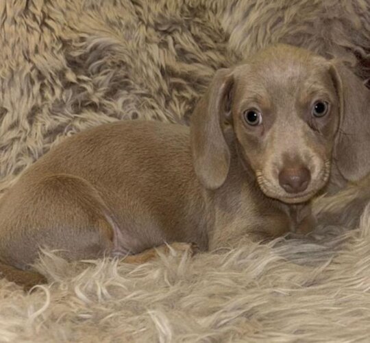 Dachshund (Standard &amp; Miniature)