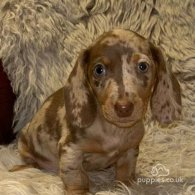 Dachshund (Standard & Miniature) - Both