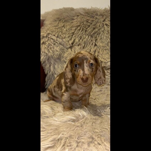 Dachshund (Standard &amp; Miniature) - Both