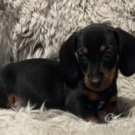 Dachshund (Standard & Miniature) - Both