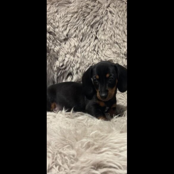 Dachshund (Standard &amp; Miniature) - Both