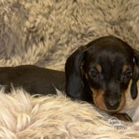 Dachshund (Standard & Miniature) - Both