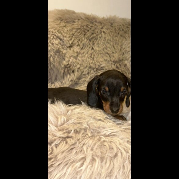 Dachshund (Standard &amp; Miniature) - Both